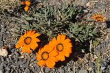 Gazania krebsiana