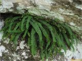 Asplenium trichomanes. Вегетирующее растение. Украина, Ивано-Франковская обл., Болеховский горсовет, Поляницкий сельсовет, Поляницкий региональный ландшафтный парк, урочище Скалы, каменный одинец. 18.09.2017.