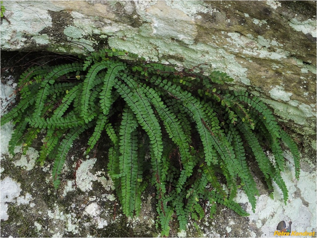 Изображение особи Asplenium trichomanes.