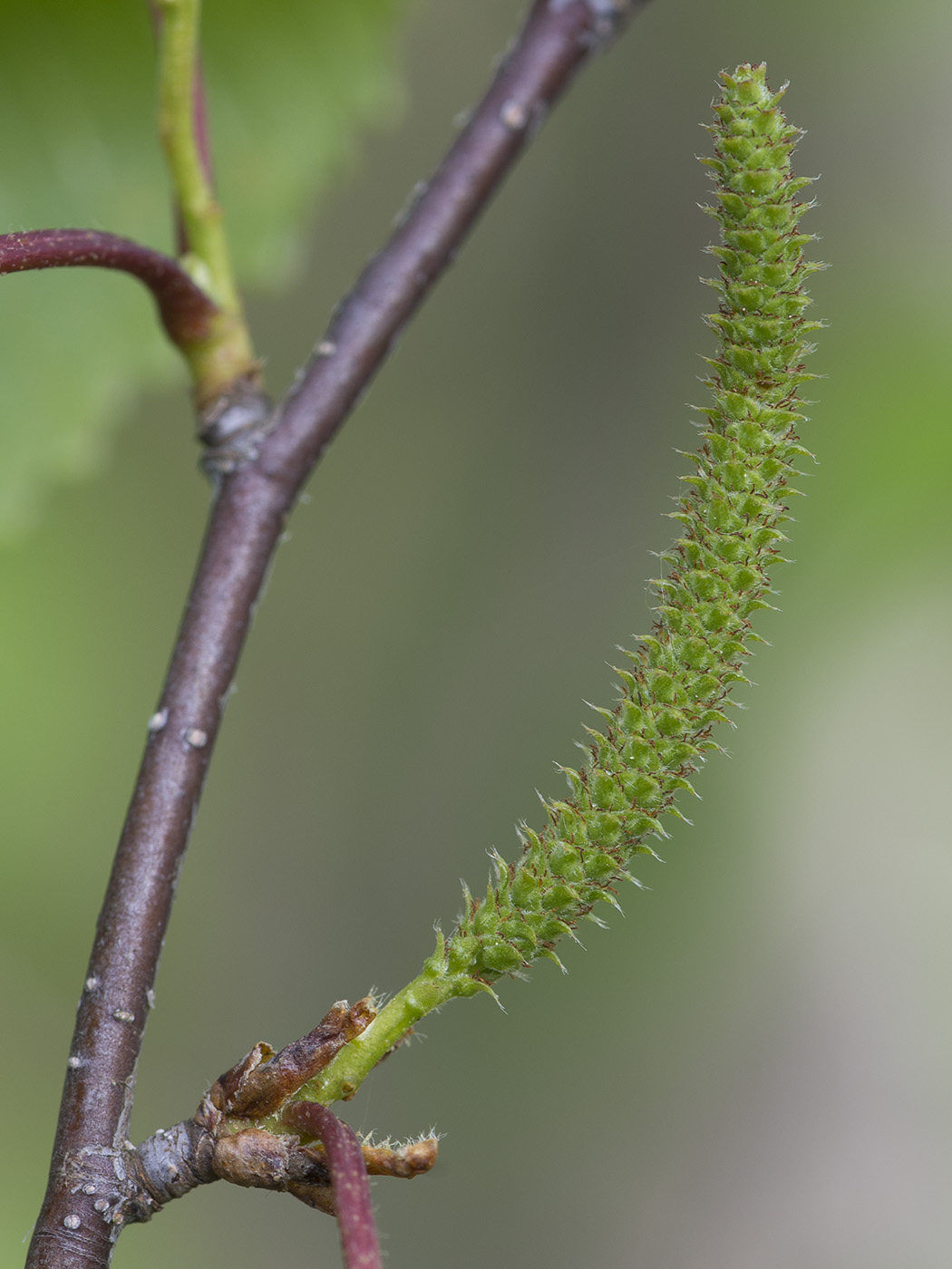 Image of Betula × aurata specimen.