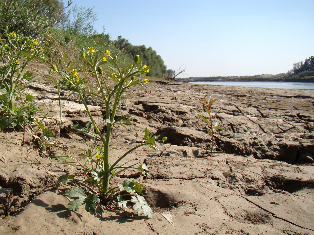 Image of Ranunculus sceleratus specimen.