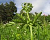 familia Apiaceae. Верхушка расцветающего растения. Адыгея, Кавказский биосферный заповедник, хр. Каменное Море, субальпийский луг, ≈ 2000 м н.у.м. 27.06.2015.