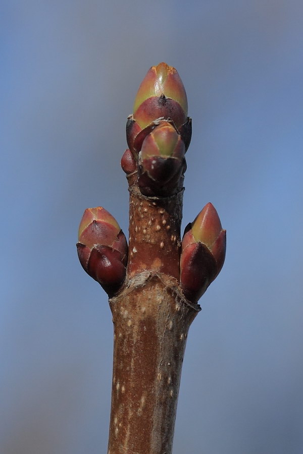 Image of Acer platanoides specimen.