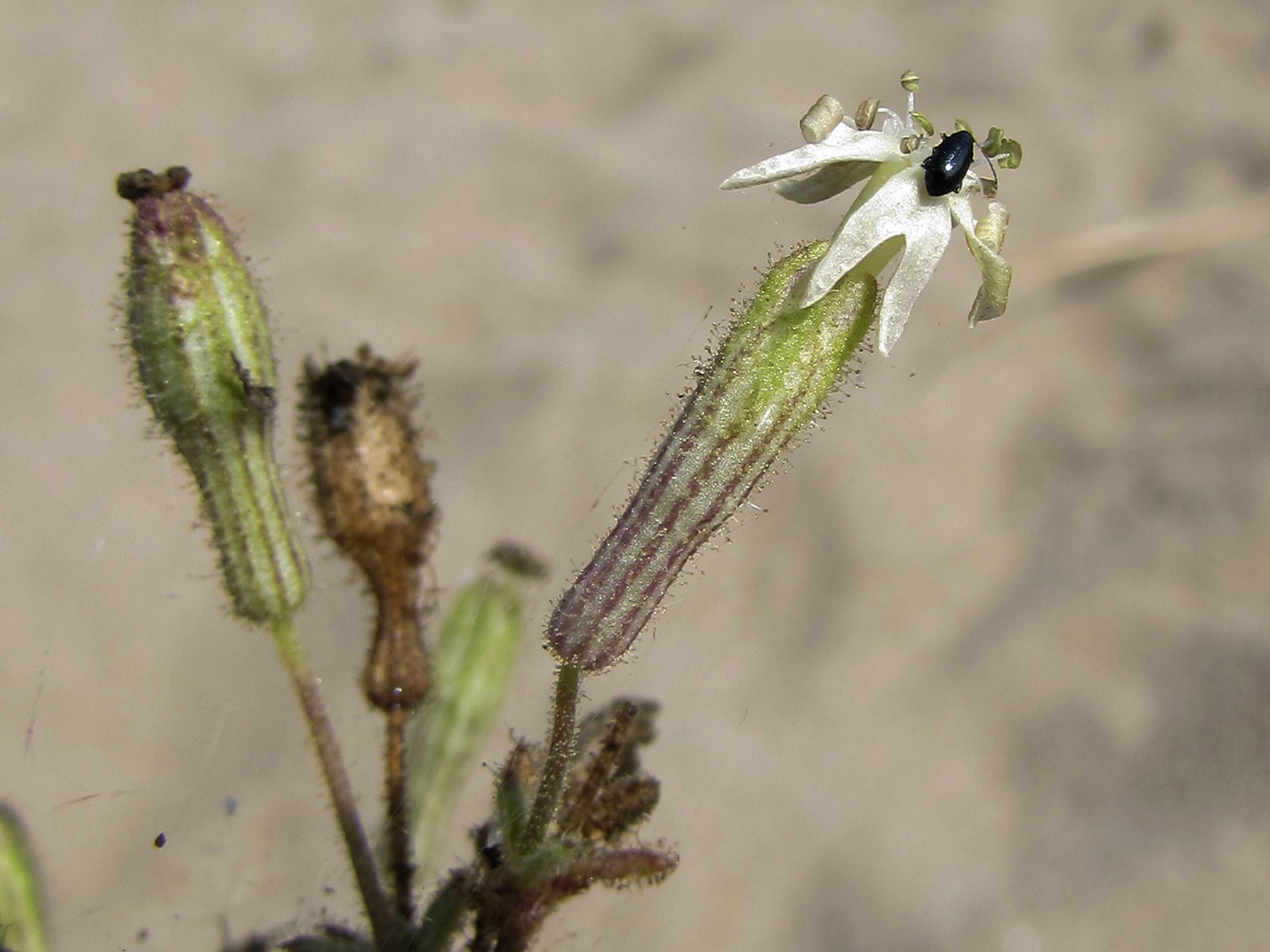 Изображение особи Silene niceensis.