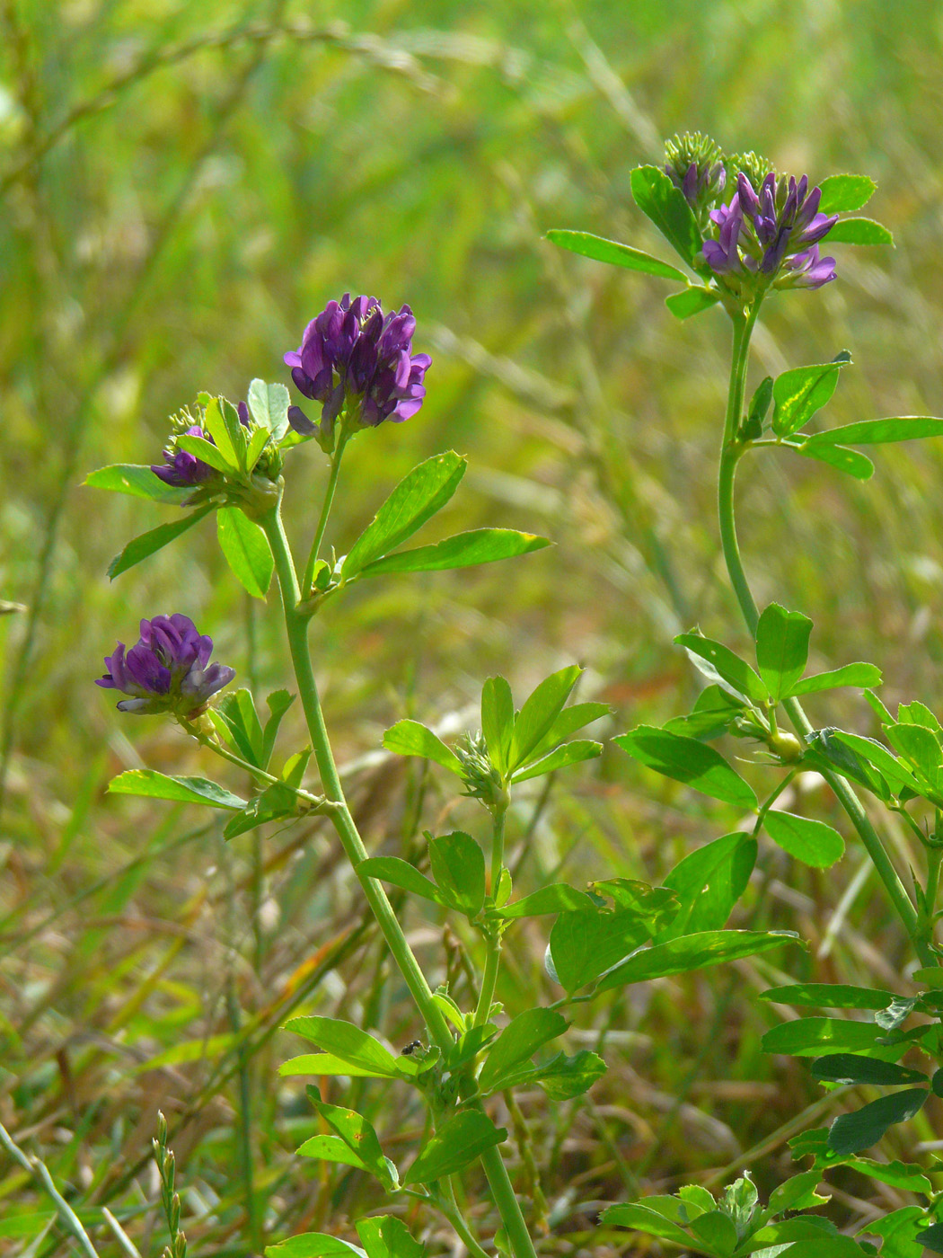 Изображение особи Medicago sativa.