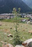 Cirsium vulgare. Цветущее растение. Кабардино-Балкария, Эльбрусский р-н, окр. пос. Эльбрус, ок. 1800 м н.у.м., луг. 31.07.2017.
