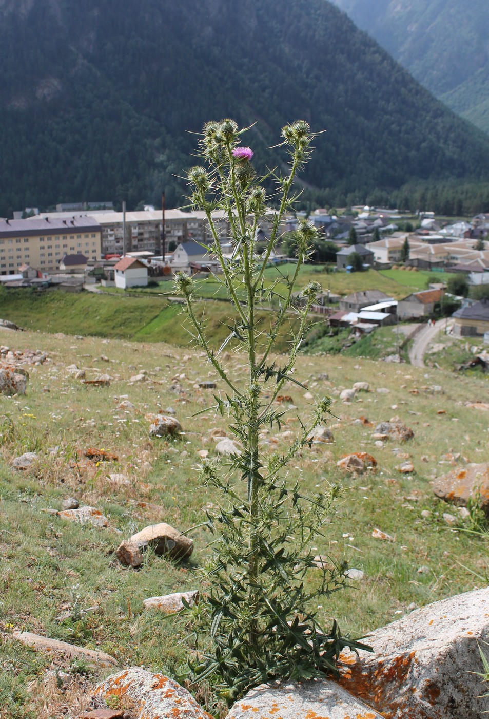 Image of Cirsium vulgare specimen.