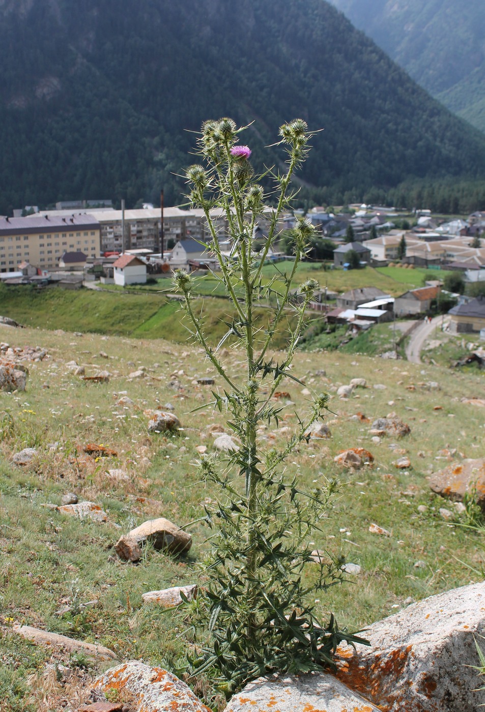 Image of Cirsium vulgare specimen.