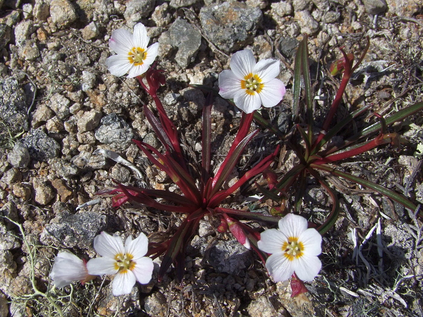 Image of Claytonia soczaviana specimen.