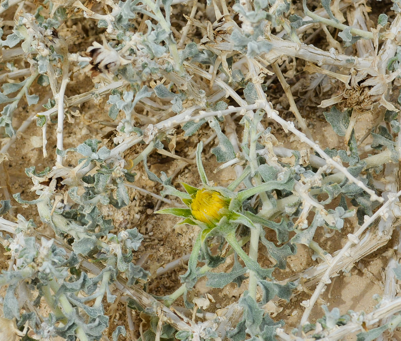 Image of Anvillea garcinii specimen.
