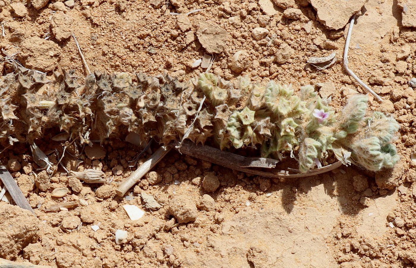 Image of Marrubium alysson specimen.