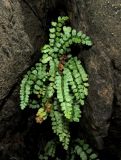 Asplenium viride. Молодое спороносящее растение. Красноярский край, Шушенский р-н, национальный парк \"Шушенский Бор\", Западный Саян, хребет Борус, урочище \"Пелехова\", расщелина скалы северо-западной экспозиции. 24.07.2015.