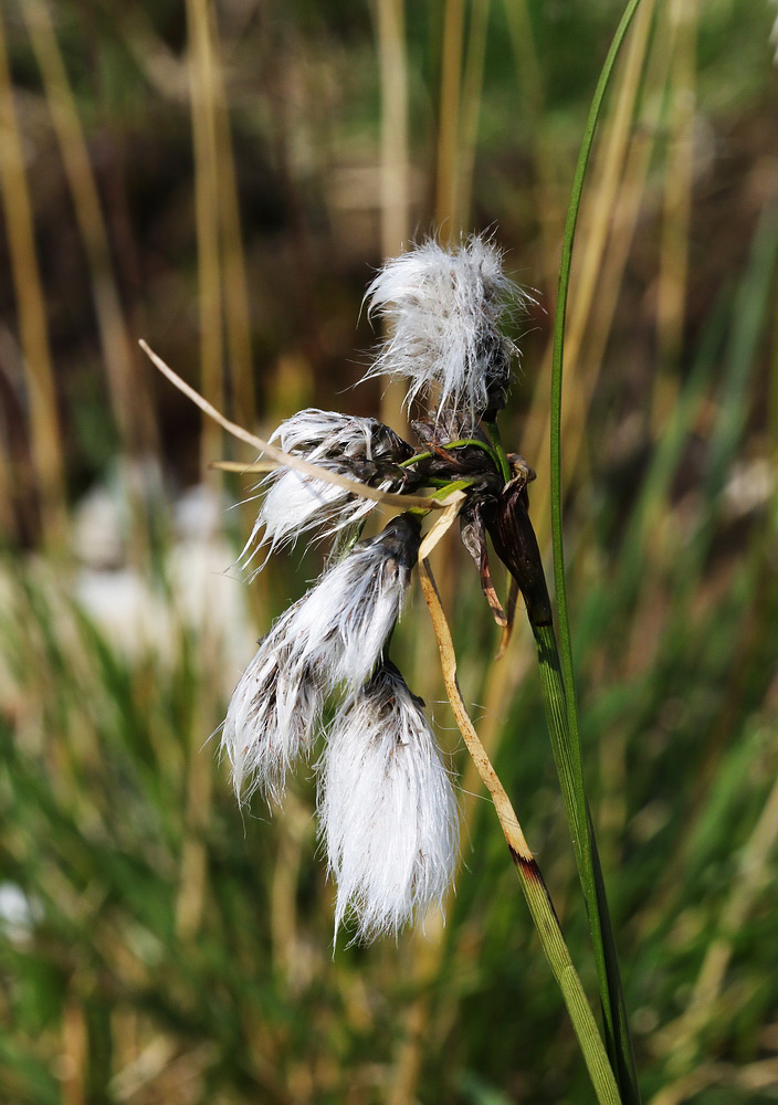 Image of Eriophorum angustifolium specimen.