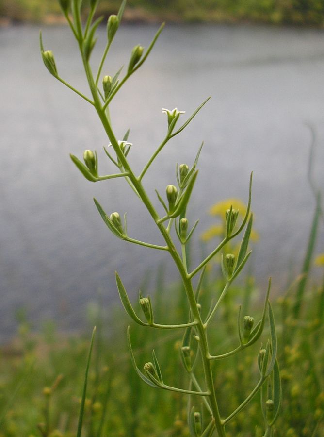 Image of Thesium ramosum specimen.