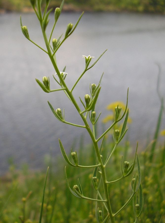 Изображение особи Thesium ramosum.