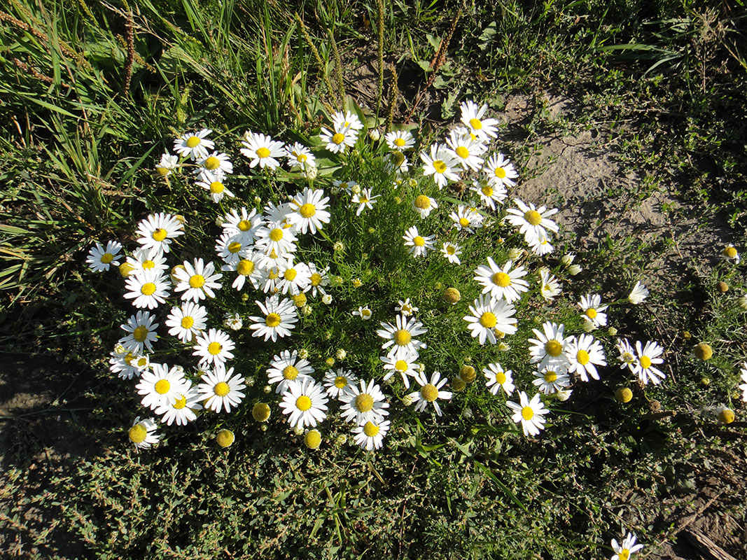 Изображение особи Tripleurospermum inodorum.