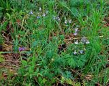 Geranium pseudosibiricum. Цветущее растение. Монголия, аймак Уверхангай, восточные отроги хребта Хангай, ≈ 2100 м н.у.м., опушка лиственничного леса. 03.06.2017.