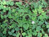 Geranium robertianum