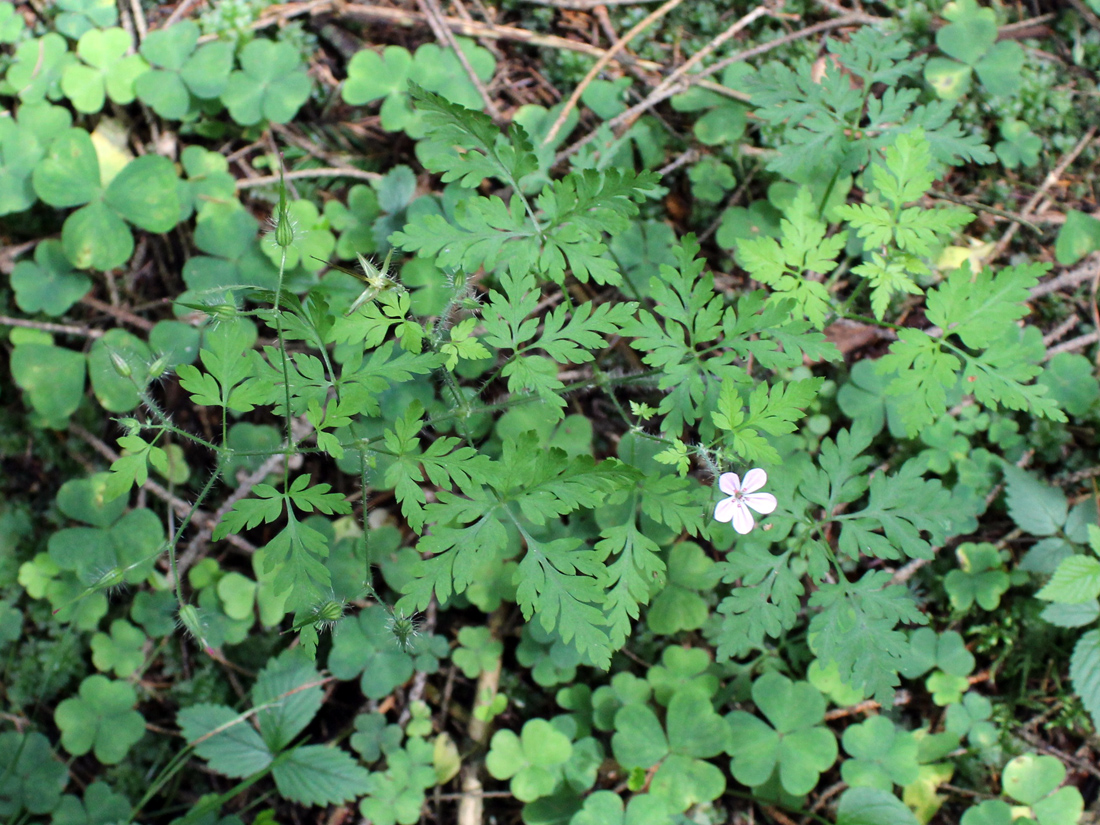 Изображение особи Geranium robertianum.