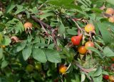 Rosa amblyotis
