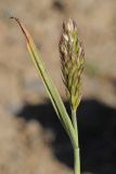 Trisetum mongolicum