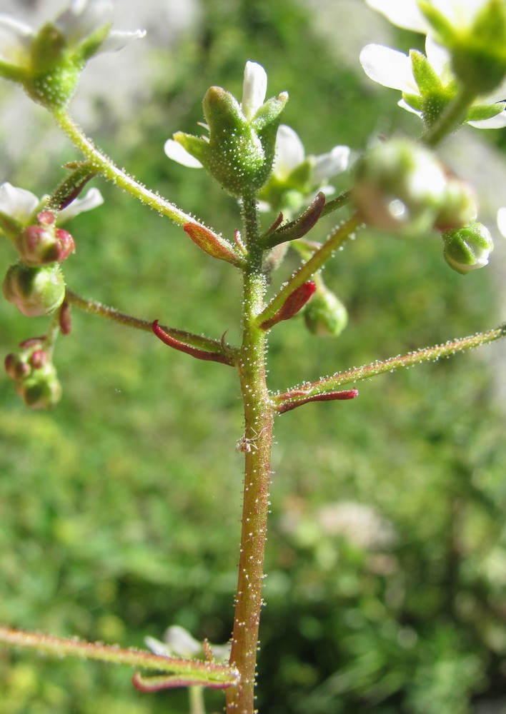 Изображение особи Saxifraga cartilaginea.