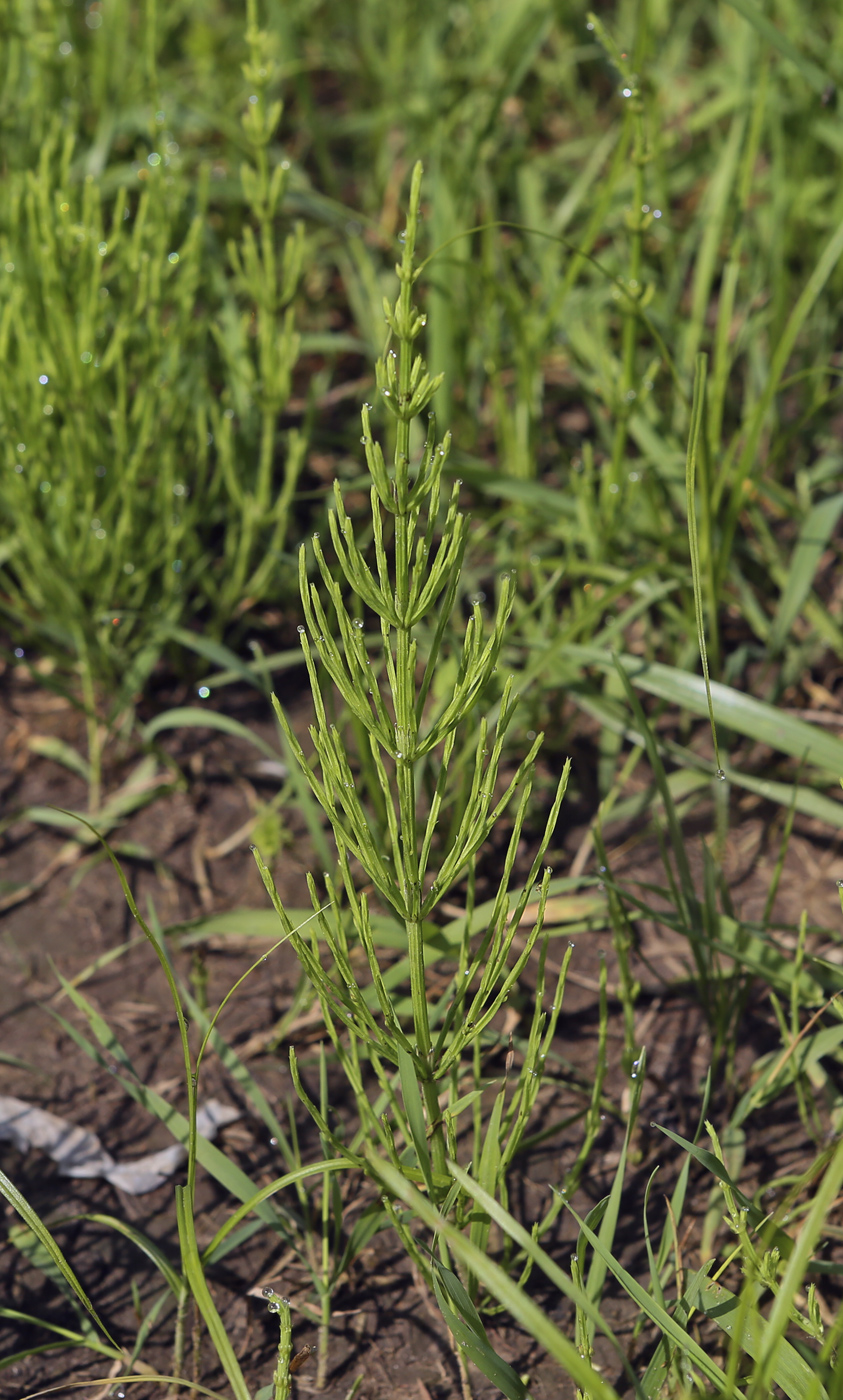 Изображение особи Equisetum arvense.