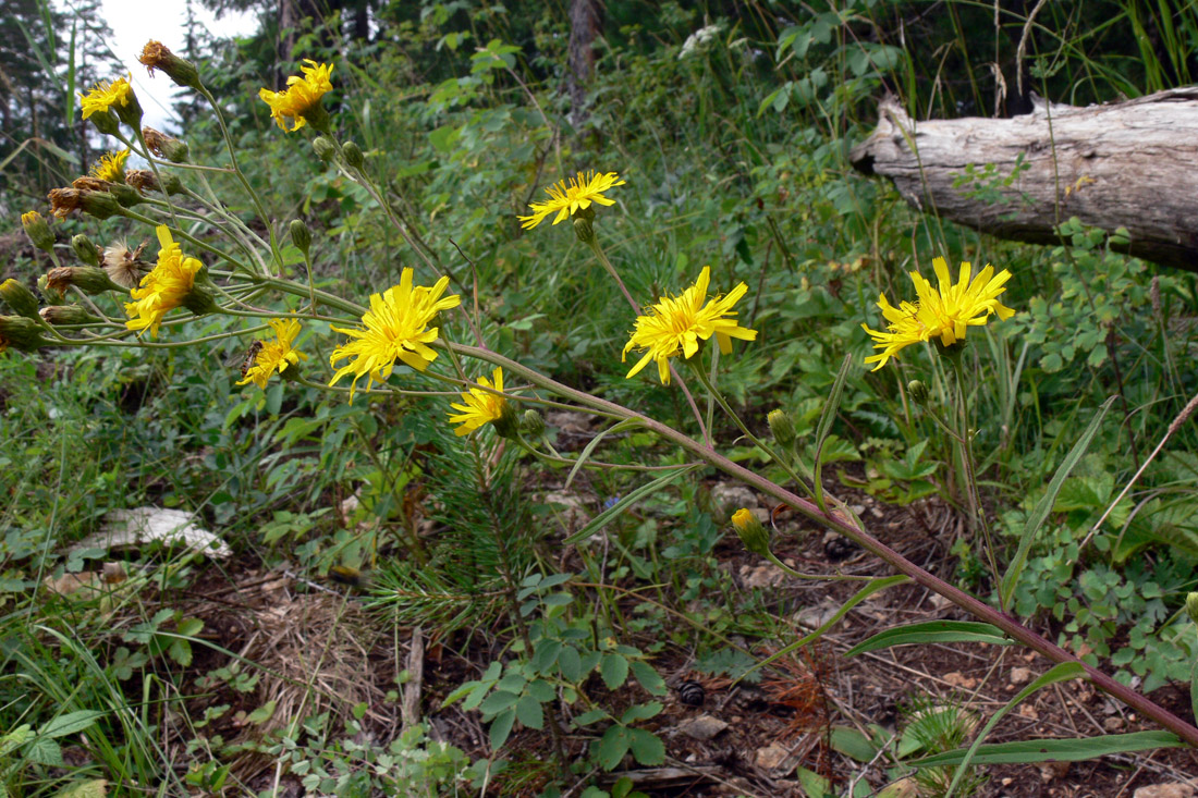 Изображение особи Hieracium umbellatum.