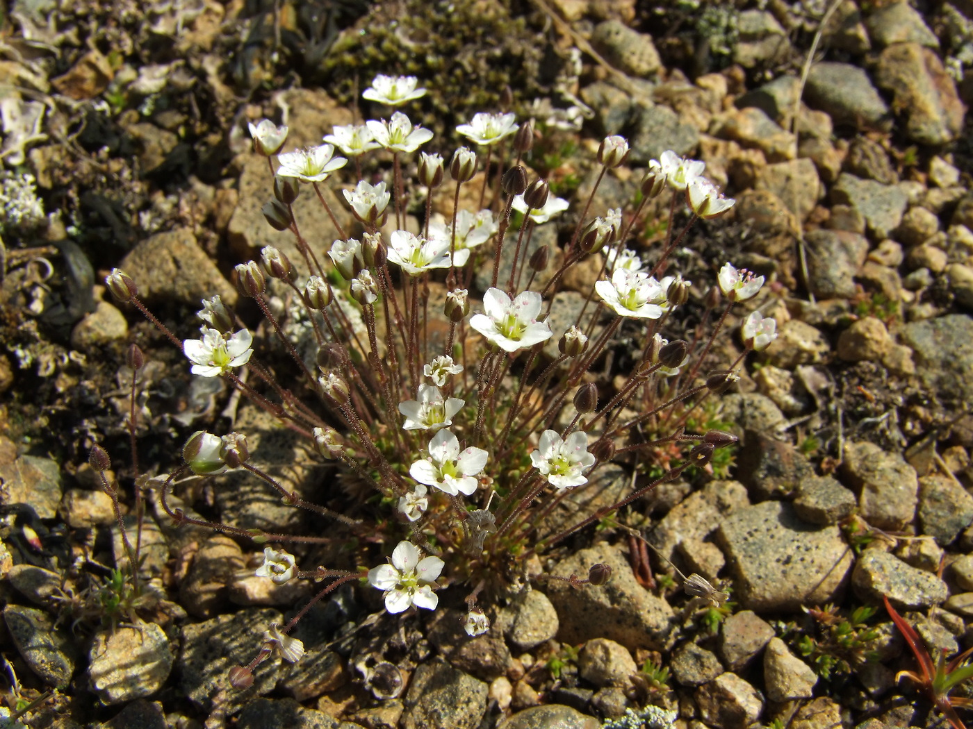 Image of Minuartia rubella specimen.