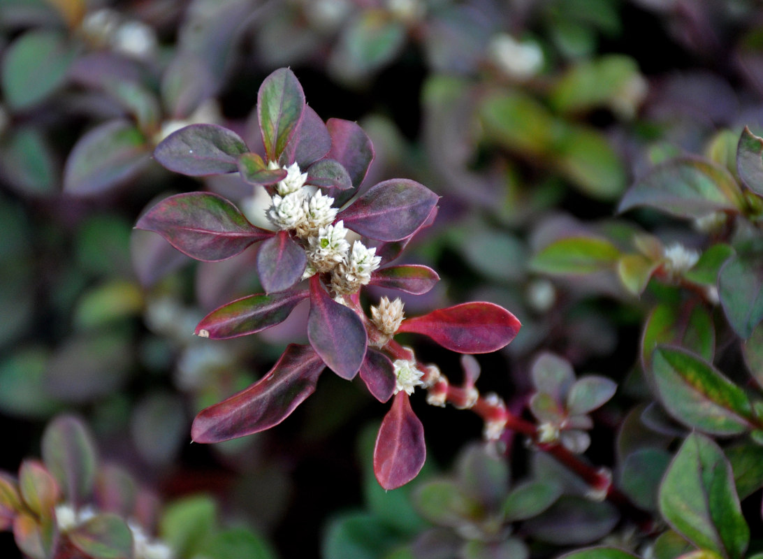 Изображение особи Alternanthera ficoidea.