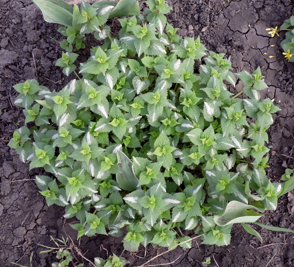 Image of Lamium maculatum specimen.