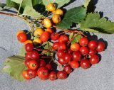 Crataegus chlorocarpa
