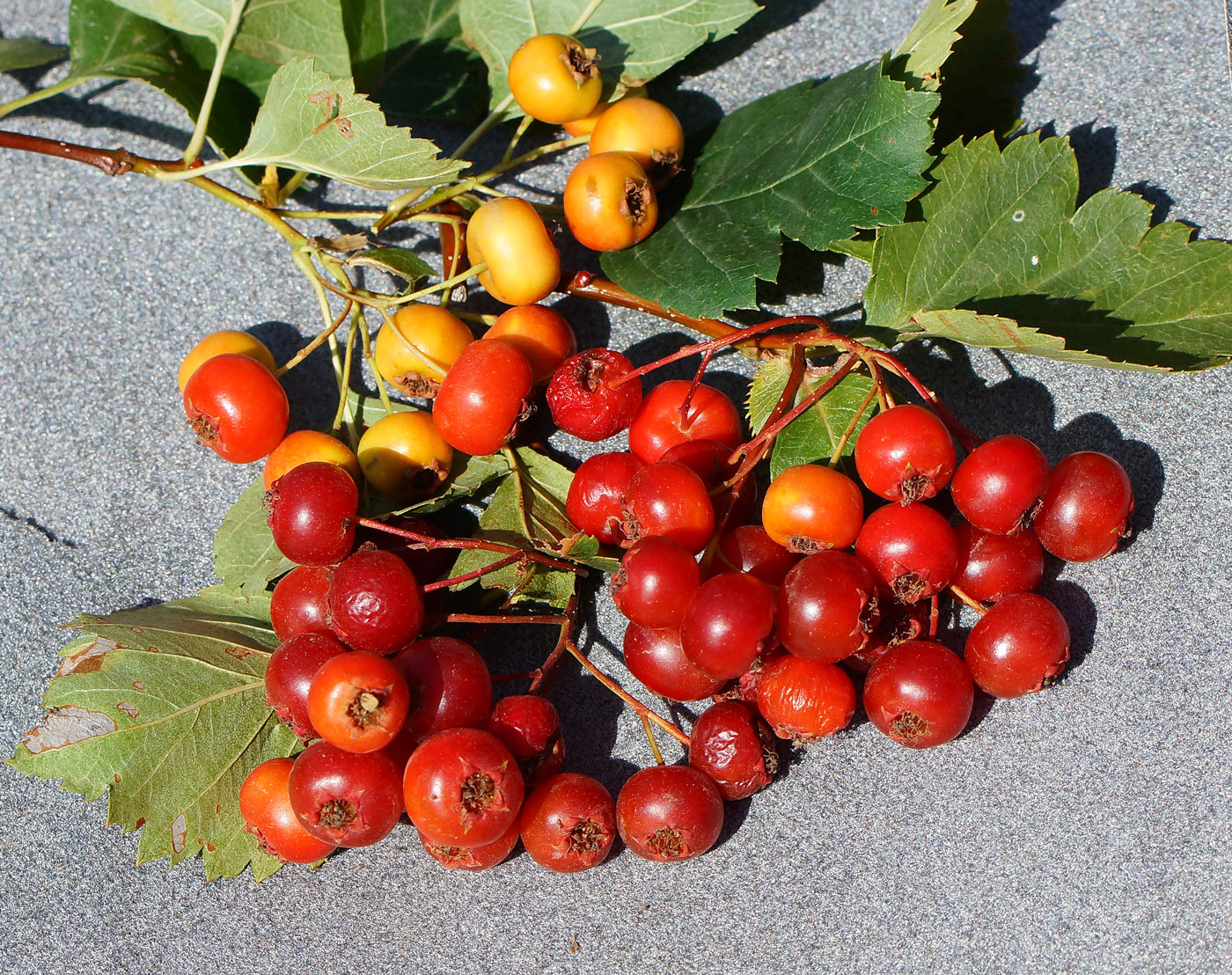 Image of Crataegus chlorocarpa specimen.