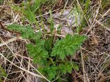 Echinops sphaerocephalus. Розетка прикорневых листьев. Чувашия, окр. г. Шумерля, пойма р. Сура, Паланские пески. 6 мая 2008 г.