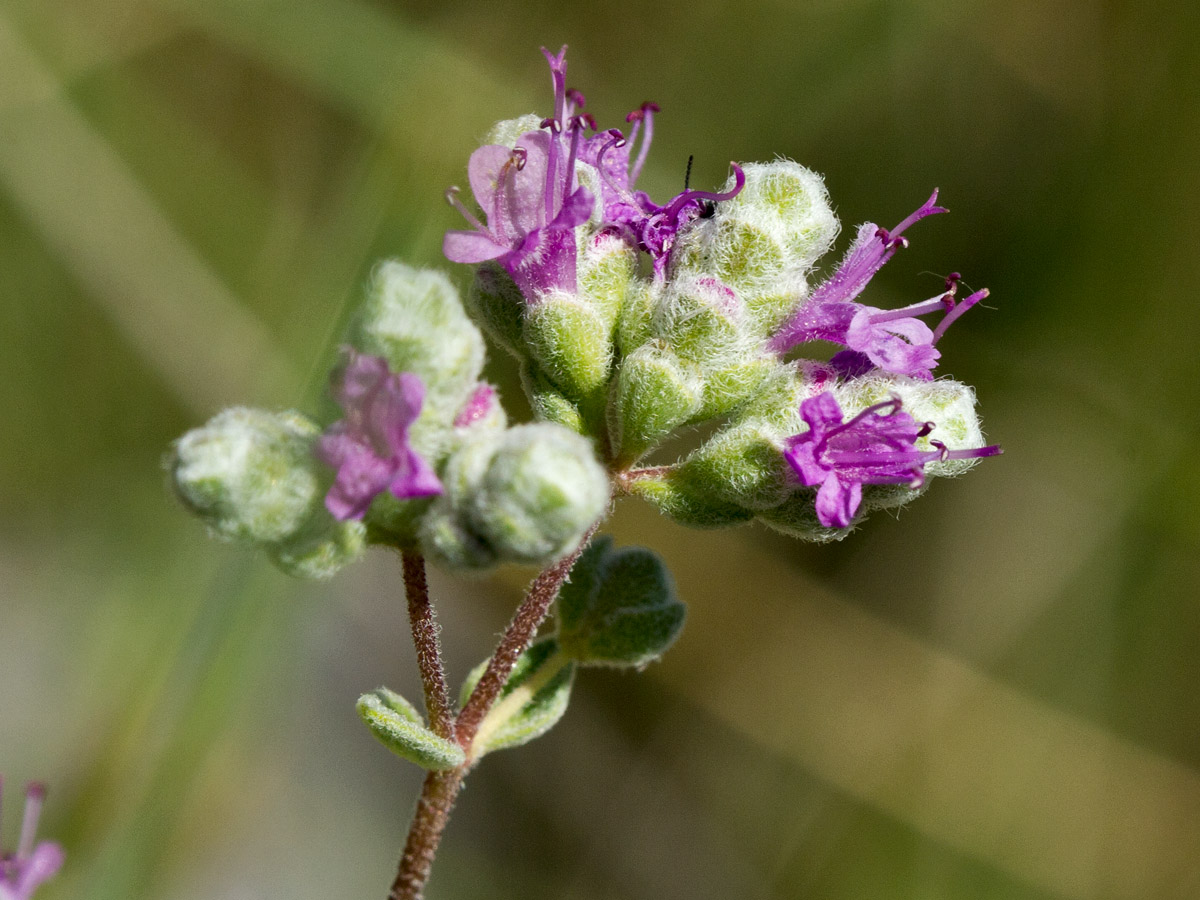Image of Origanum microphyllum specimen.
