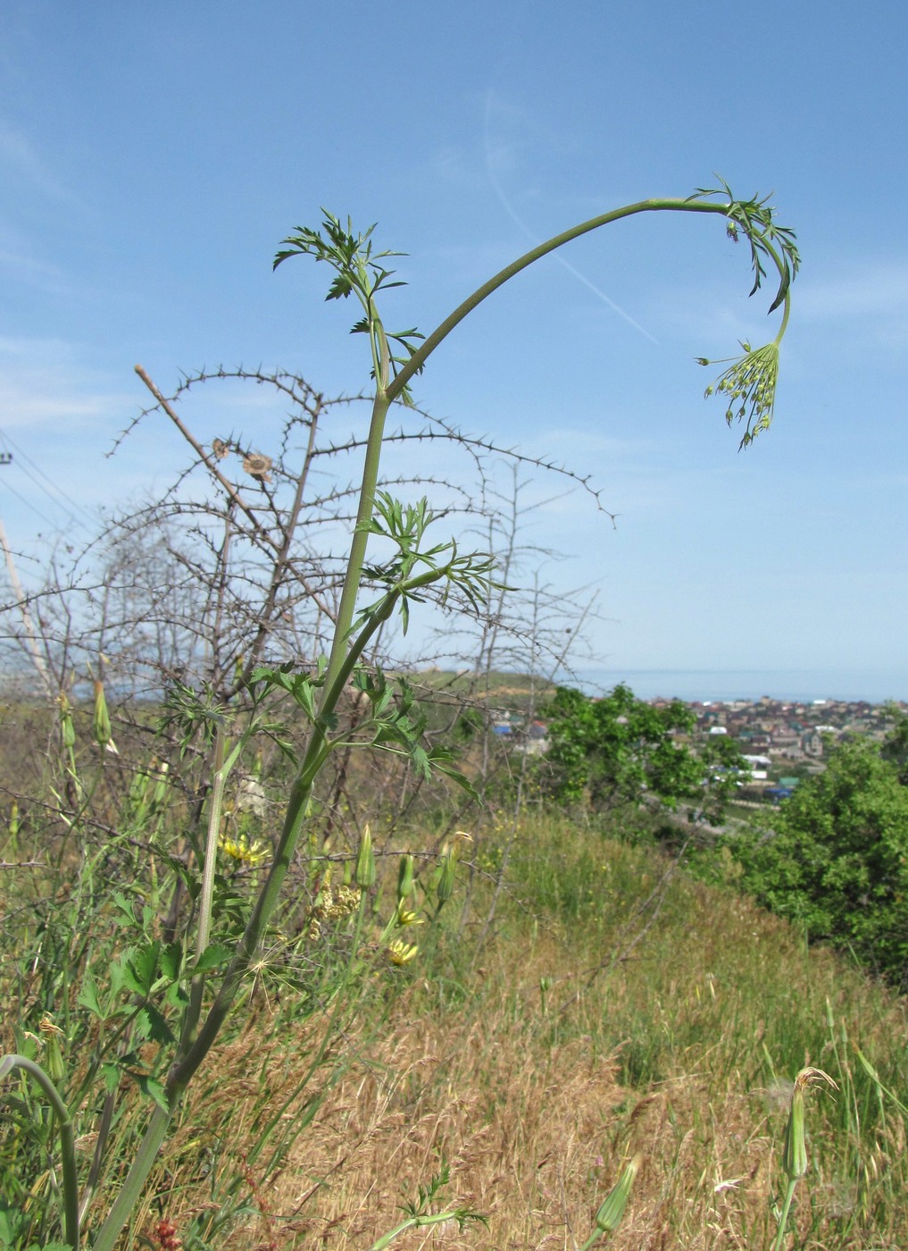Image of Pimpinella peregrina specimen.