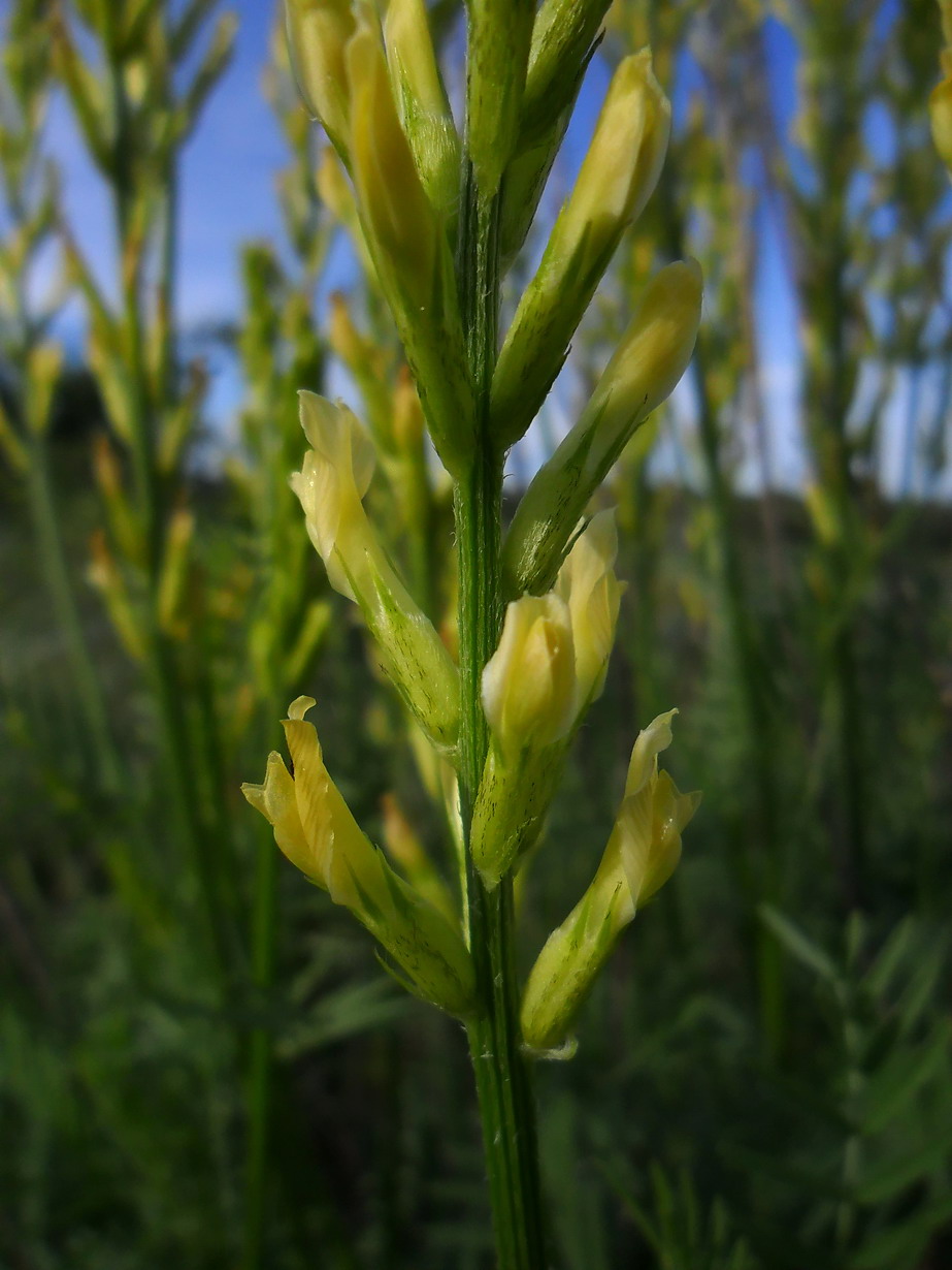 Image of Astragalus asper specimen.