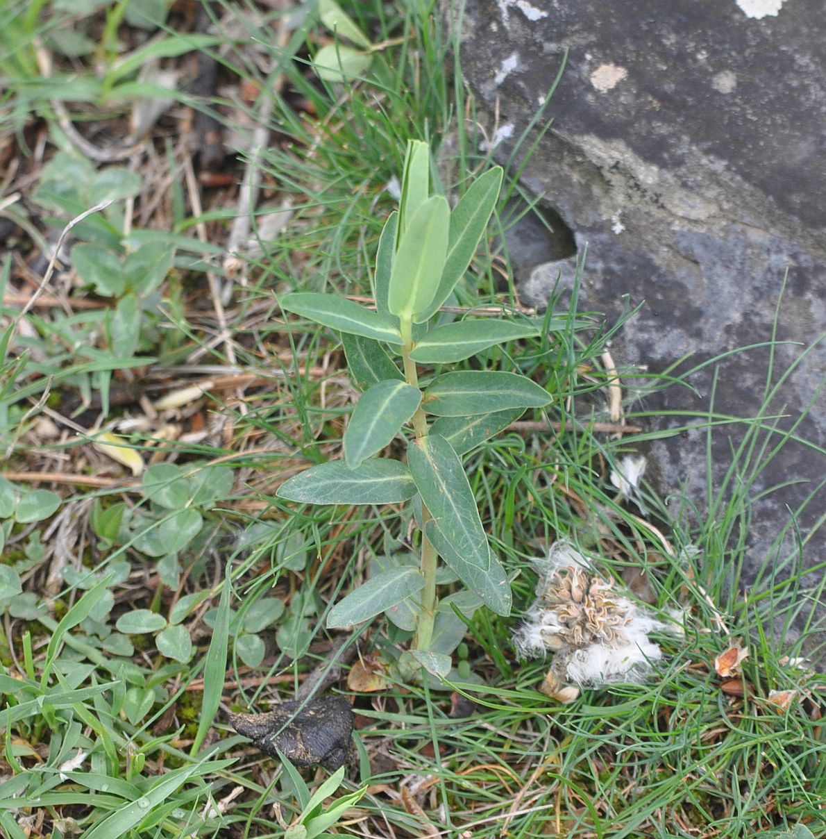 Image of Euphorbia iberica specimen.
