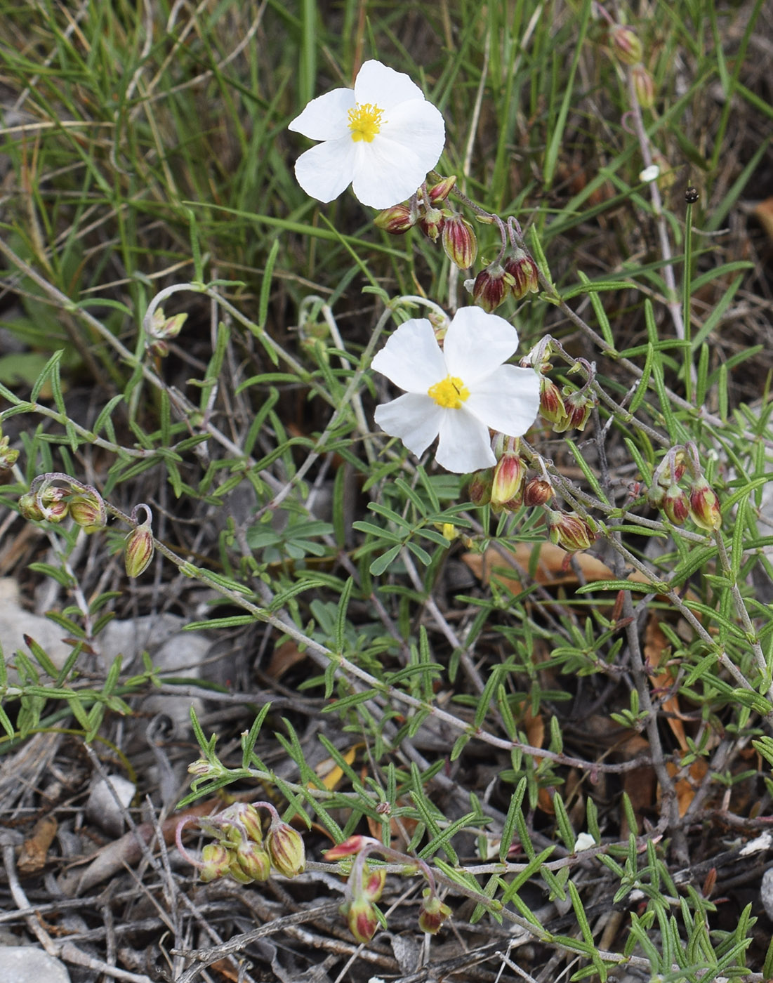 Изображение особи Helianthemum apenninum.