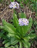 Primula algida