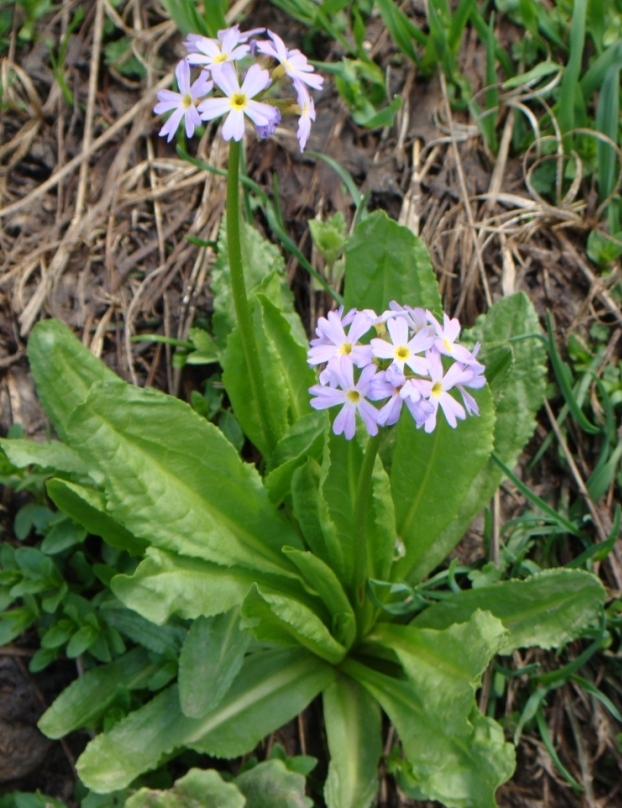 Изображение особи Primula algida.