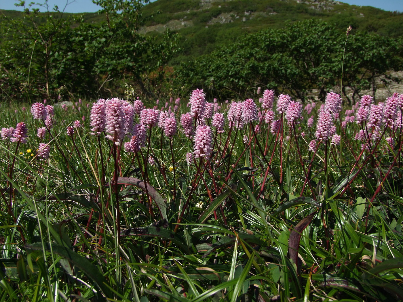 Изображение особи Bistorta plumosa.