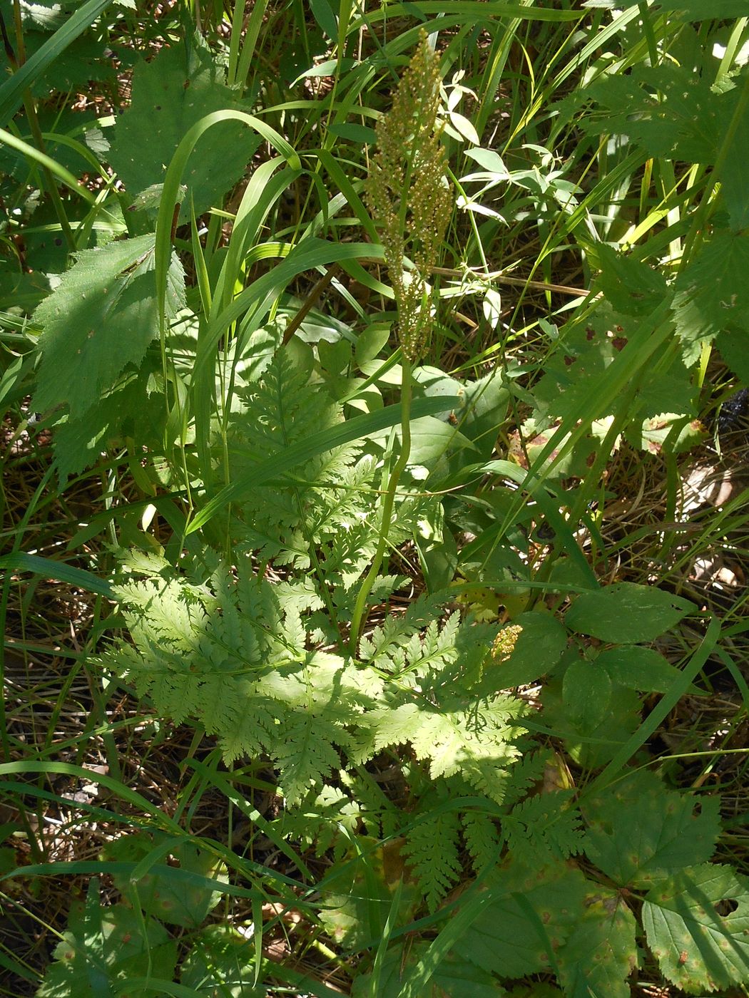 Изображение особи Botrychium virginianum.