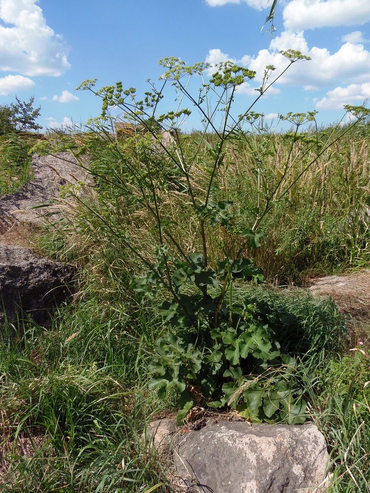 Изображение особи Heracleum sibiricum.