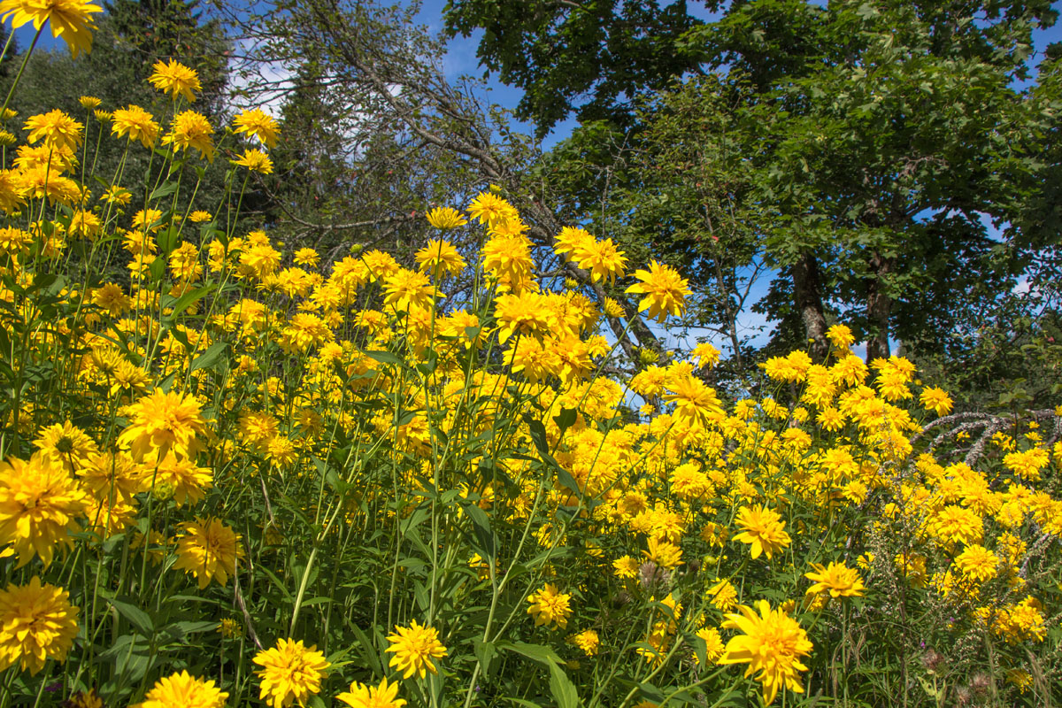 Image of Rudbeckia laciniata var. hortensia specimen.