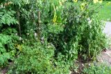 Dahlia merckii. Цветущие растения в окружении D. imperialis (слева) и D.х bipinnata (справа). Латвия, Рига, Ботанический сад Латвийского университета, георгинарий, экспозиция видовых георгин. 02.09.2018.