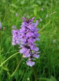 Dactylorhiza maculata. Соцветие. Красноярский край, Ермаковский р-н, природный парк \"Ергаки\", окр. Ойского озера, сырой (заболоченный) субальпийский луг. 31.07.2009.