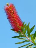 Callistemon citrinus. Цветущий побег с фуражирующими пчёлами. Черногория, г. Будва, озеленение на набережной. Июль 2018 г.