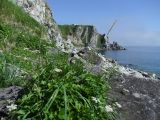 Ligusticum scoticum