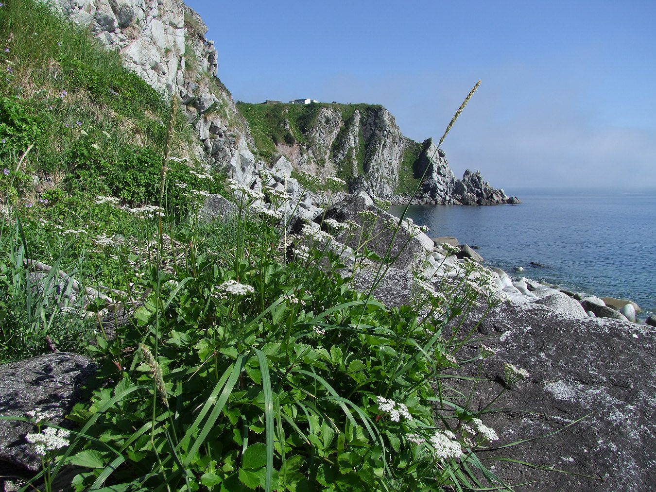 Image of Ligusticum scoticum specimen.